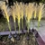 Sunari kerti fű napfű napelemes szolár lámpa 100 cm